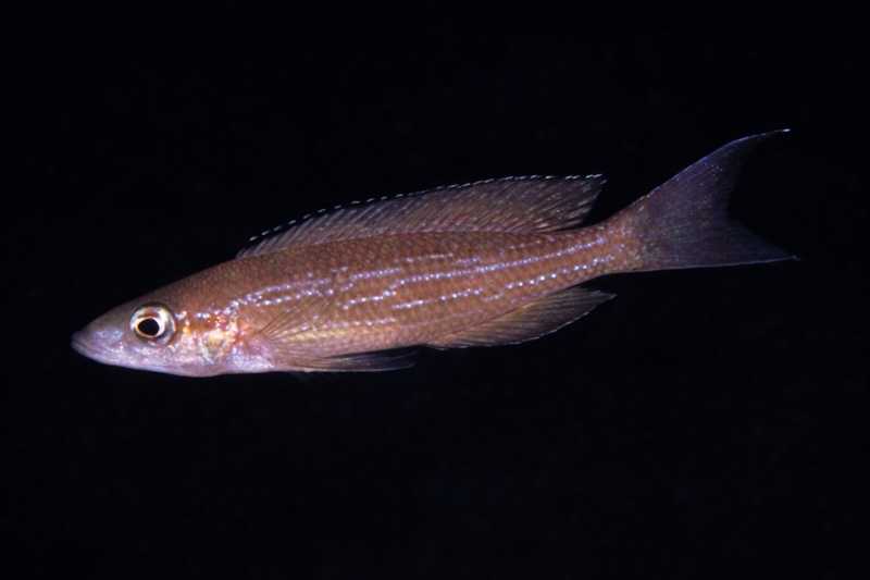 Paracyprichromis brieni 'Bulu Point'